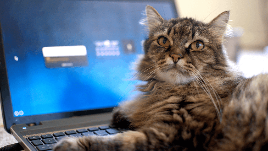 Cat and computer