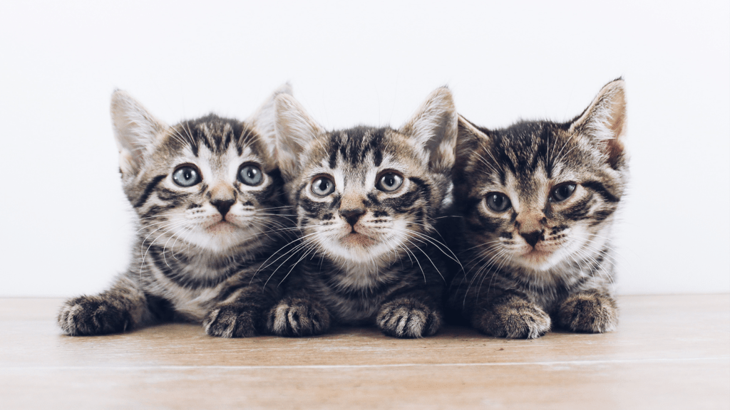 Kitten lineup