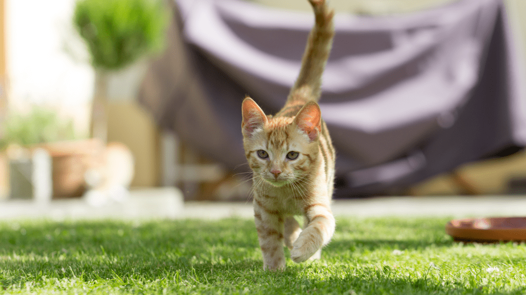 Kitten running outside