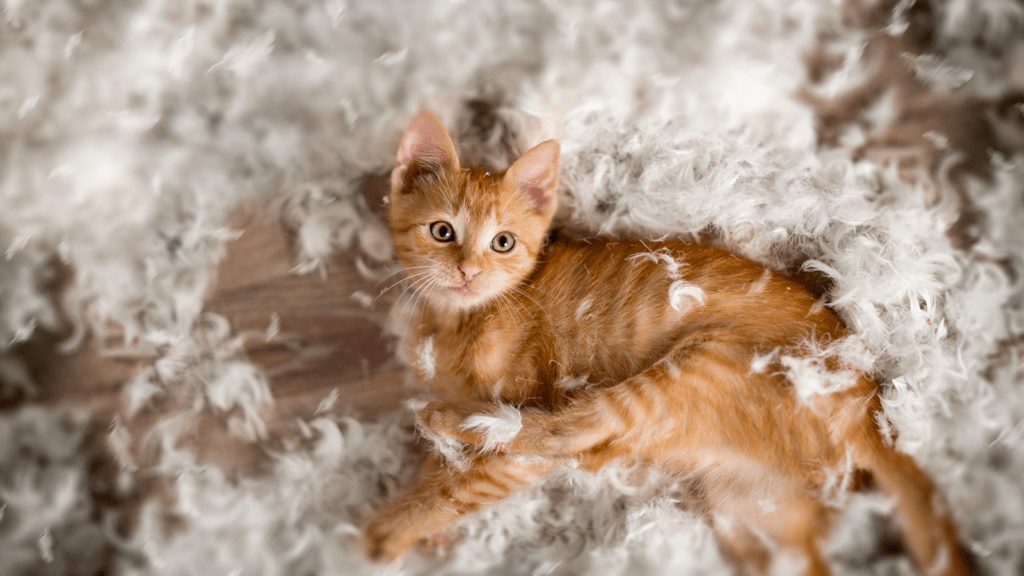 Kitten playing in feathers