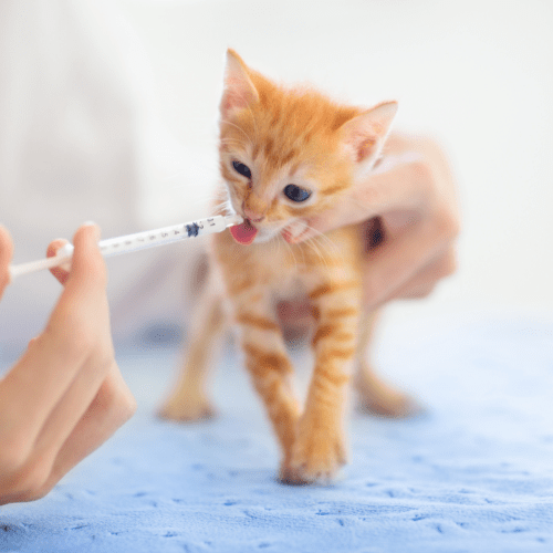 Kitten getting medicine