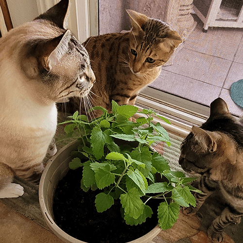 3 cats and catnip