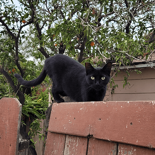 black cat with ear tip