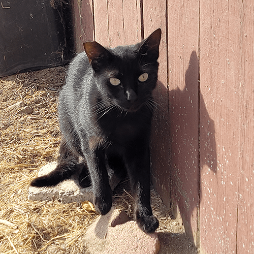 black kitten with ear tip