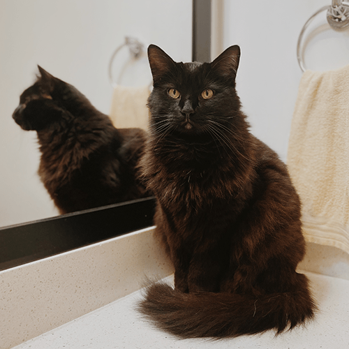 Black cat in bathroom