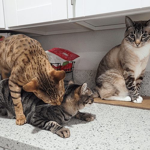 Bonded cats biting each others neck