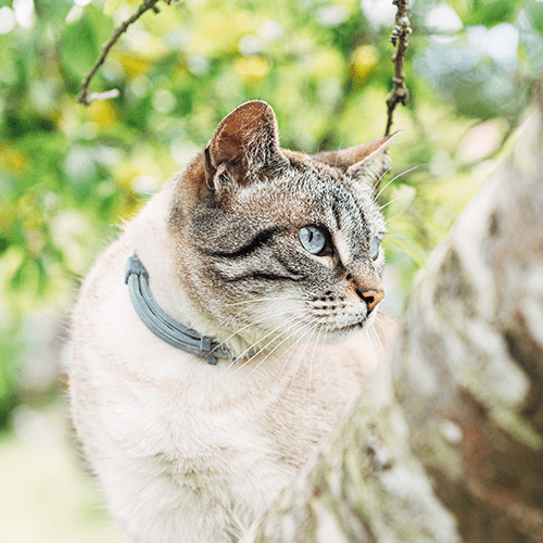 Cat with natural flea collar