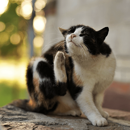 cat scratching and itching