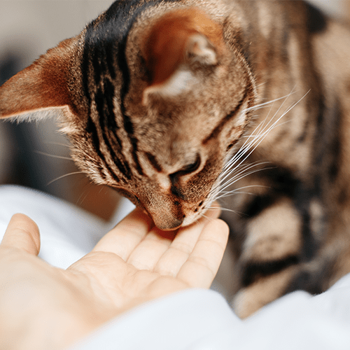 Pilling a cat solo