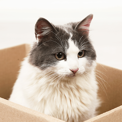 Cat in box during moving day