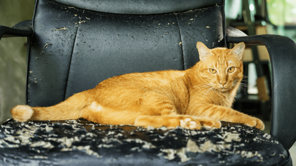 Cat scratched chair