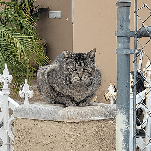 grumpy older cat