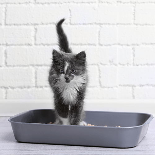 klitten in litter box