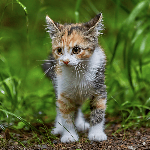 Outdoor kitten with fleas