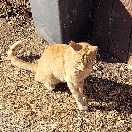 stray orange cat with ear tip