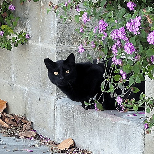 black cat with ear tip