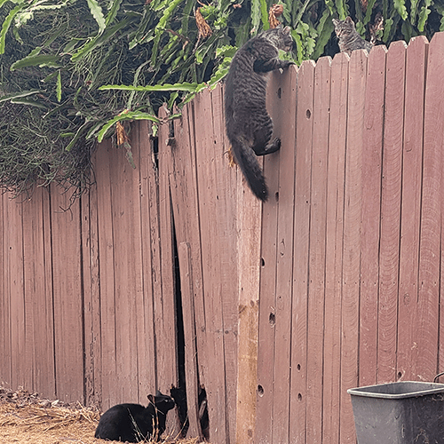 Stray cat climbing fence
