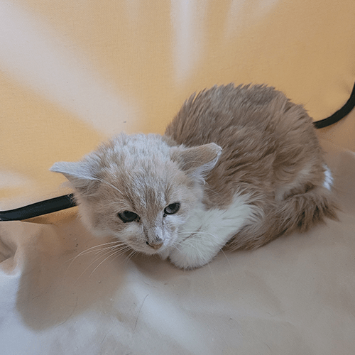 stray kitten that wont eat