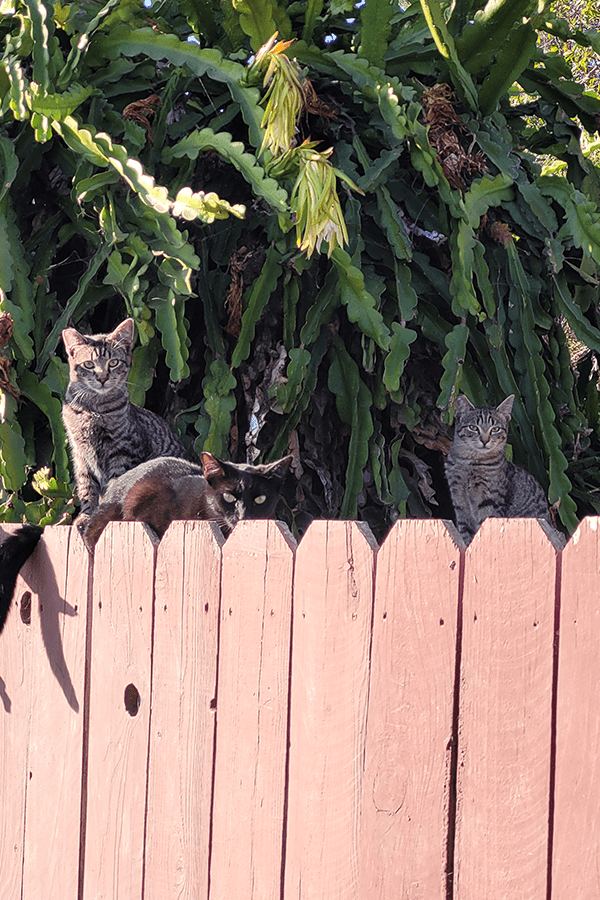 Three feral kittens with ear tips