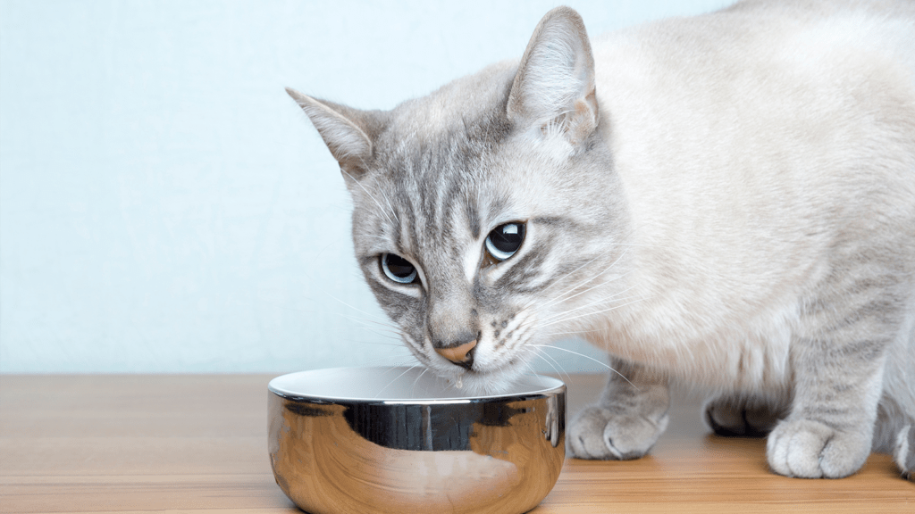 White cat eating