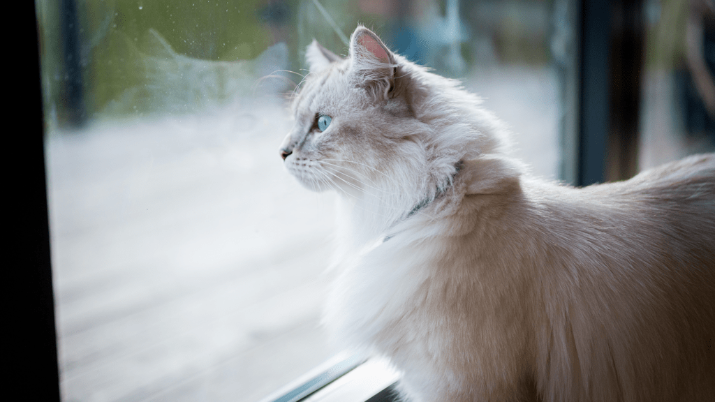 White cat looking out window