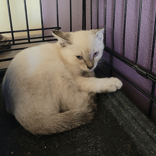 Young feral kitten