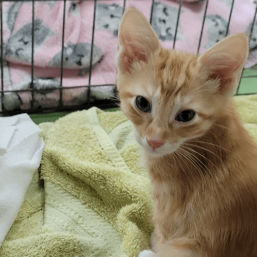 Young orange feral kitten