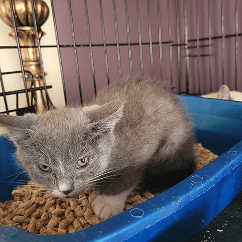 Litter box train a stray kitten