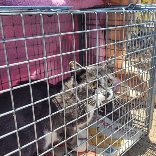 Cat Release Day