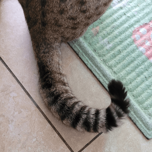 cat tail puffed