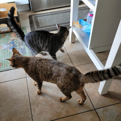 Two cats with puffed tails