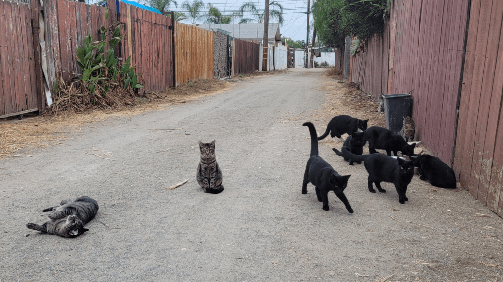 Colony Cats Feeding in Alley