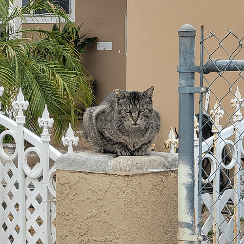 Outdoor Cat