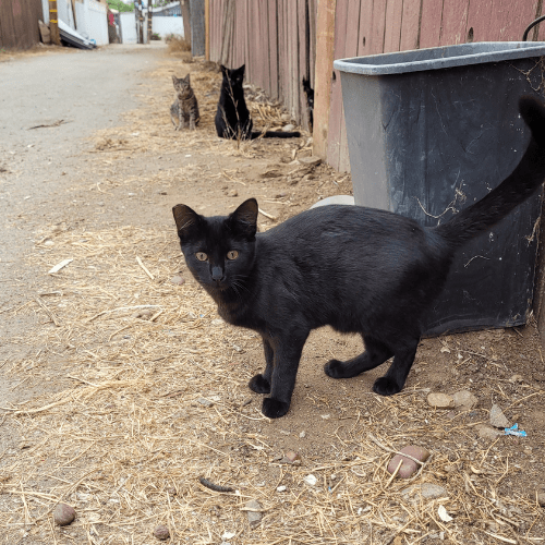 Cute Colony Cat