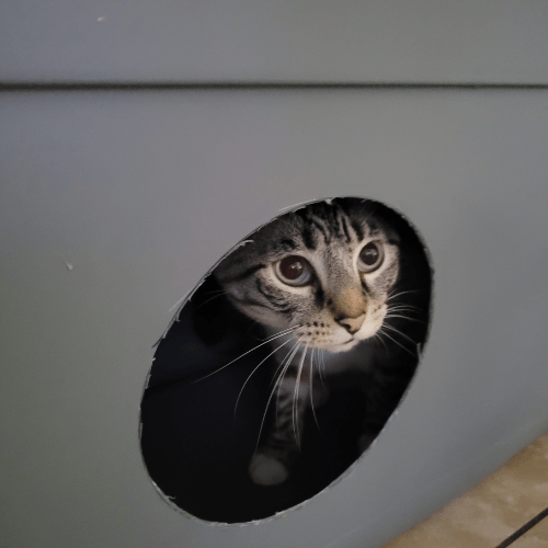 DIY outdoor cat shelter