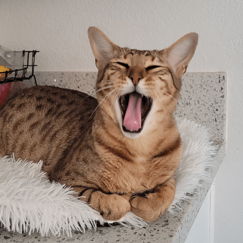Dro the Savannah cat yawning and loafing