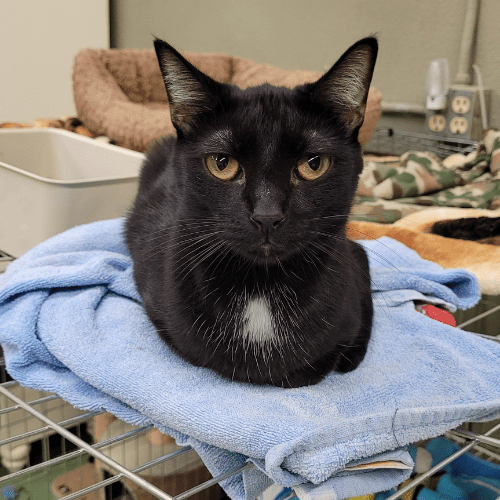 Murray shelter cat loafing