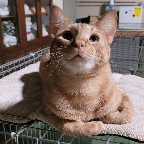 Tigger shelter cat loafing