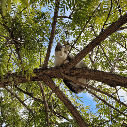 Cat In Tree