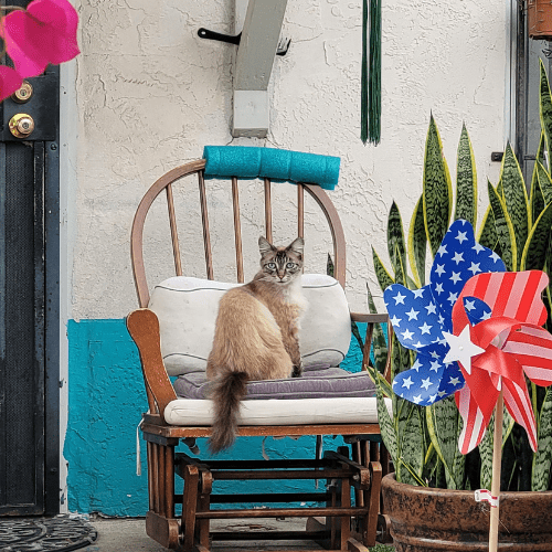 Indoor Outdoor Cat Sitting On Chair