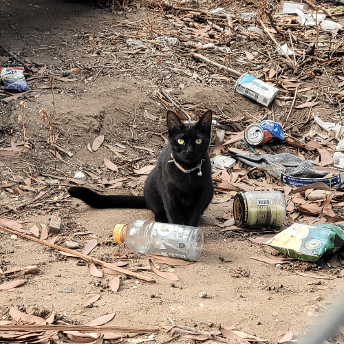 Stray Cat With Collar