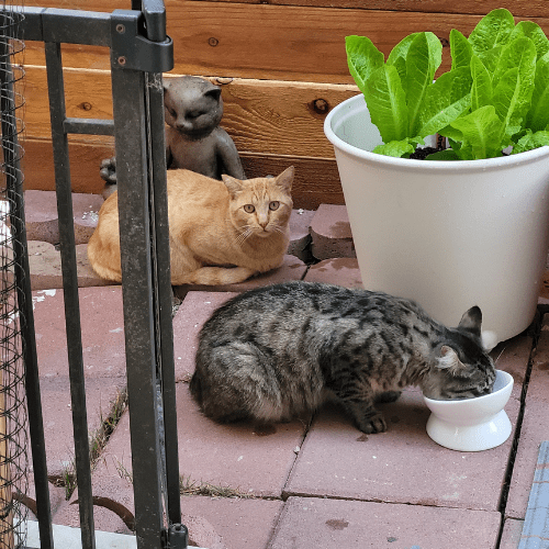 Stray cats eating