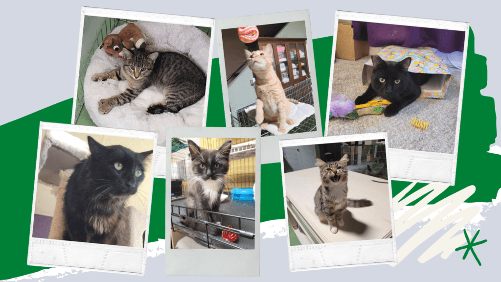 Cat Picture Collage