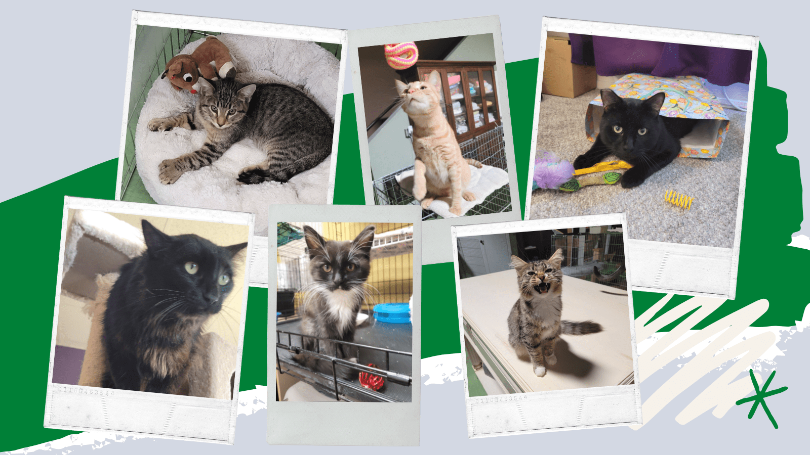 How To Take Great Cat Photos