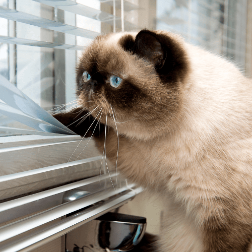 Cat Trying To Get Outside