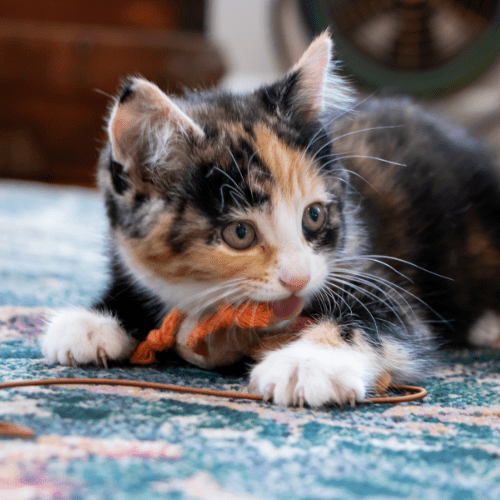 Cute Cat Playing