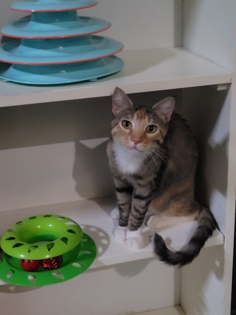 Daria Cat