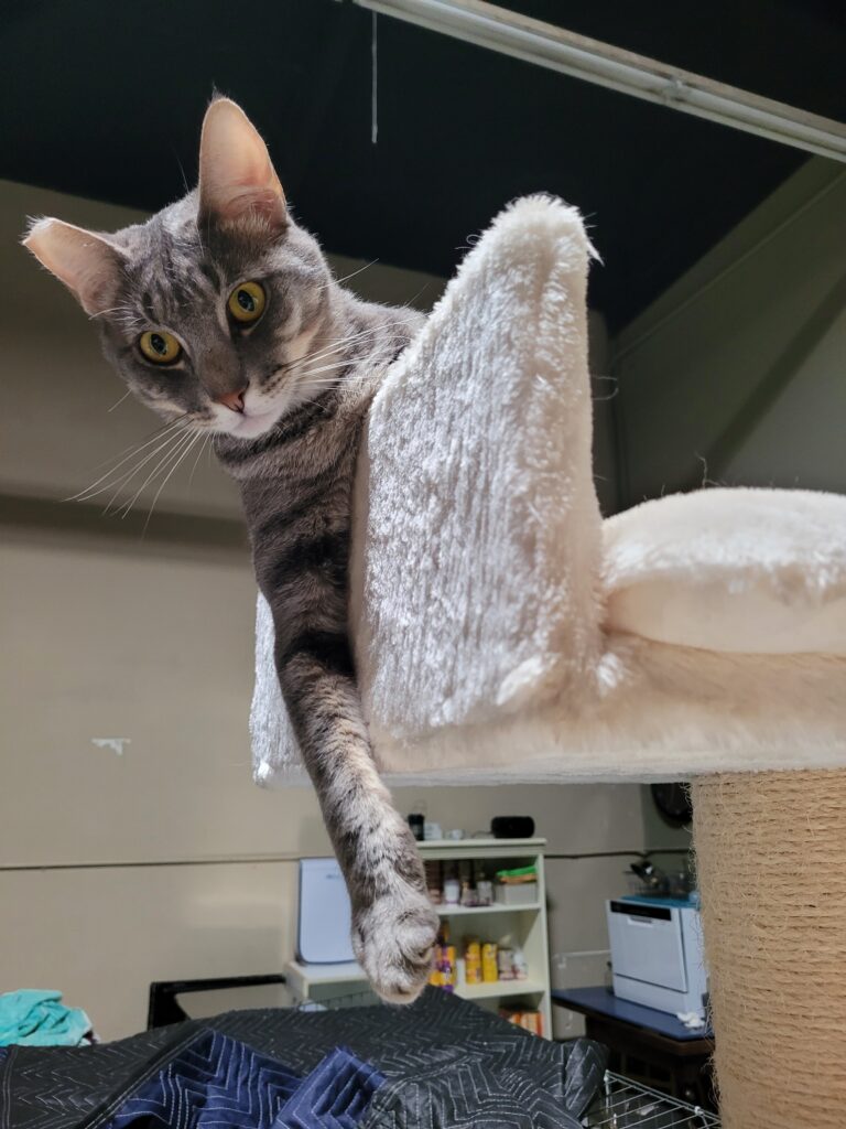 Dorian Cat