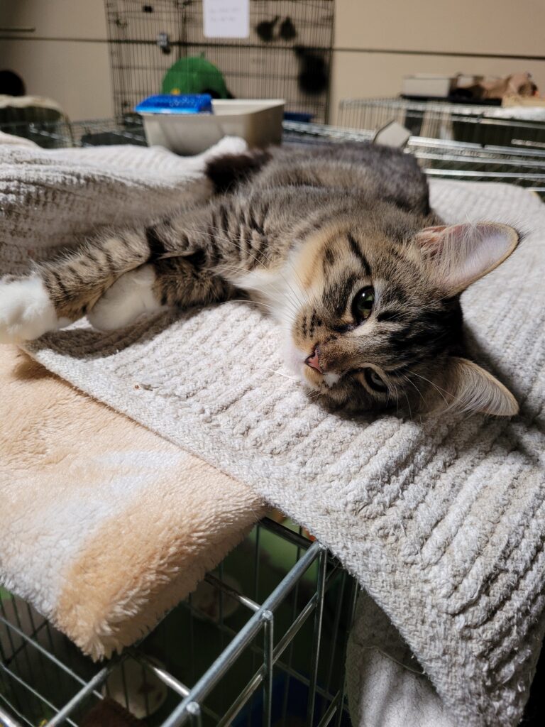 Dusty Kitten