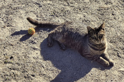 Feral Cat With Toy